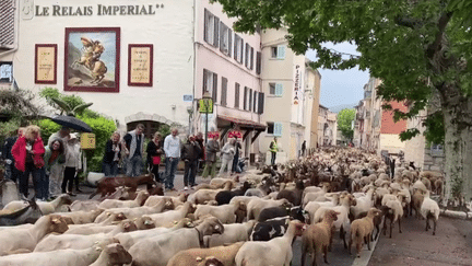 Élevage : dans les Alpes-Maritimes, l’heure de la transhumance a sonné