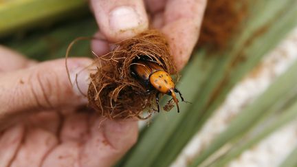 Un charan&ccedil;on rouge, un col&eacute;opt&egrave;re ravageur qui s'attaque aux cocotiers, ici photographi&eacute; &agrave; Nice (Alpes-Maritimes), le 9 novembre 2007. (MAXPPP)