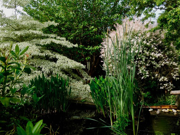 Au Jardin du domaine Albizia, en Normandie, le saule 'Hakuro Nishiki' (à droite) se plaît en bord de bassin. À gauche : un beau cornouiller panaché (Cornus controversa 'Variegata').  (ISABELLE MORAND / RADIO FRANCE)