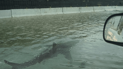 Cette photo de requin nageant sur une route inondée ressort régulièrement après chaque ouragan (TWITTER)