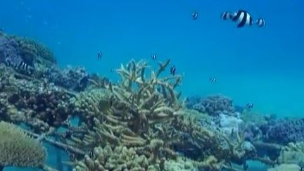 Le corail du lagon de Bora Bora, victime des changements climatiques. ( FRANCE 2 / FRANCETV INFO)