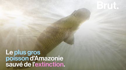 VIDEO. Le plus gros poisson d'Amazonie est sauvé de l'extinction (BRUT)