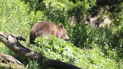 Un ours brun en semi-liberté, le 18 juin 2015, dans le parc animalier des Angles (Pyrénées-Orientales). (RAYMOND ROIG / AFP)