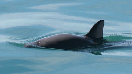 Le Vaquita est le plus petit cétacé du globe. Il en reste moins d'une dizaine de spécimens dans le monde, selon l'Unesco. (PAULA OLSON/NOAA / AVALON / MAXPPP)