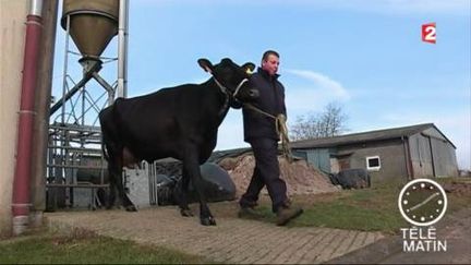 Inespérée, la vache des lycéens de Fontaine-les-Vervins (Aisne) présentée au salon de l'agriculture 2017. (France 2)