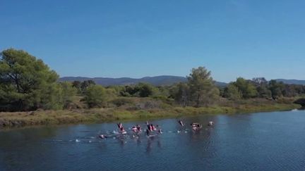 Environnement : les Vieux Salins d’Hyères, un joyau de biodiversité dans le Var (France 3)