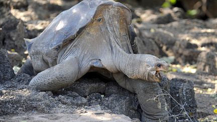 "Georges le solitaire" &eacute;tait la derni&egrave;re tortue de son esp&egrave;ce. (RODRIGO BUENDIA / AFP)