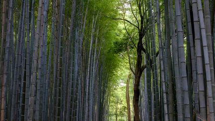 Une plantation de bambous au Japon. (BODY PHILIPPE / HEMIS.FR / HEMIS.FR)