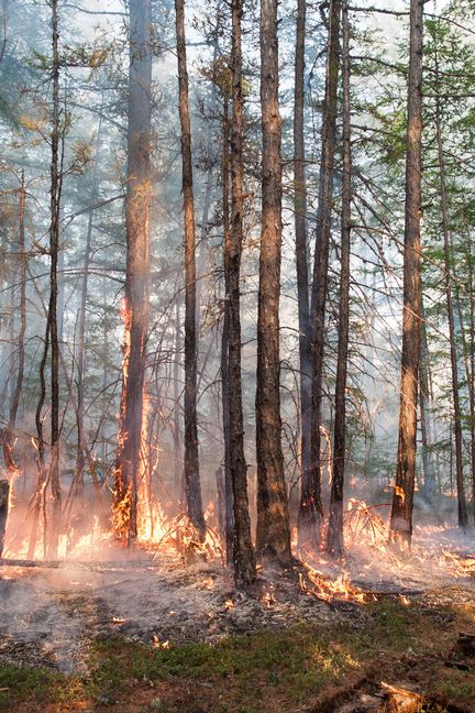 Un incendie de forêt dans le centre du Iakoutie, dans le nord-est de la Russie, le 2 juin 2020.&nbsp; (YEVGENY SOFRONEYEV / TASS / GETTY IMAGES) (YEVGENY SOFRONEYEV / TASS / GETTY IMAGES)