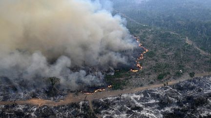 Des feux de forêt en Amazonie, dans l'Etat brésilien d'Amazonas, le 20 août 2024. (EVARISTO SA / AFP)