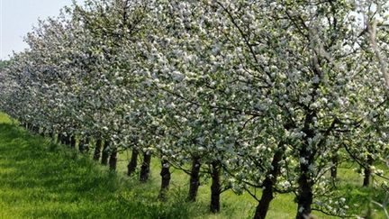 Pommiers à Basly (Calvados) (AFP / Mychèle Daniau)