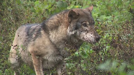 Rescapés, trois loups du parc animalier Alpha vivent désormais dans les Deux-Sèvres (A. Morel / France Télévisions)