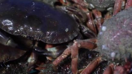 Manche : l'araignée de mer, une chair délicate et une pêche artisanale (FRANCE 2)