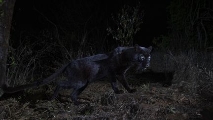 Dans la nuit noire de la savane africaine, une rare panthère noire à la recherche de pitance (CATERS/SIPA / CATERS NEWS AGENCY)