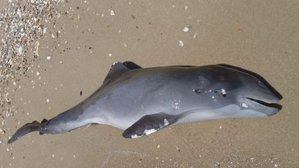 Un dauphin mort et échoué sur&nbsp;une des rives de la Mer noire.&nbsp; (Ivan Rusev / DR)