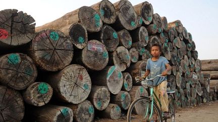 La forêt birmane perd chaque année l'équivalent de la superficie de la Belgique.  (Soe Than WIN / AFP)