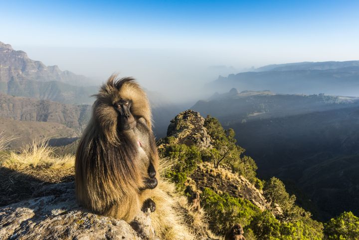 Un babouin de Gelada au bord d'une falaise. L'espèce est endémique de la région des monts Simien en Ethiopie. (MICHAEL RUNKEL / ROBERT HARDING PREMIUM)