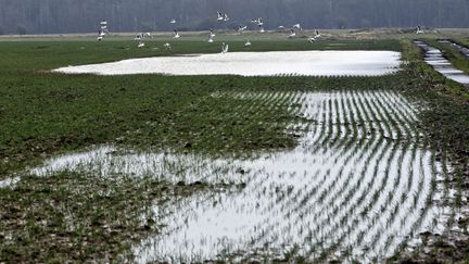 &nbsp; (Les pluies de mai et de juin ont noyé les champs du centre et du nord de la France © MAXPPP / Sami Belloumi)