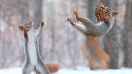 Deux &eacute;cureuils se disputent une pomme de pin dans une for&ecirc;t pr&egrave;s de&nbsp;Voronezh (Russie), le 6 f&eacute;vrier 2015. (VADIM TRUNOV / SOLENT NEWS / SIPA)