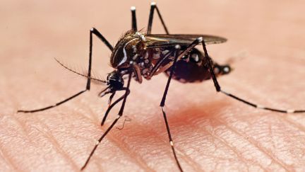 Un homme est mort des suites de la dengue en Guadeloupe, le 3 juillet 2013. Cette infection est transmise par les piq&ucirc;res de moustiques. (JOA PAOLO BURINI / GETTY IMAGES )