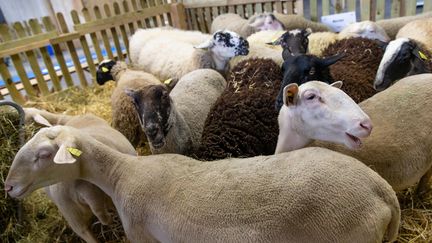 Des brebis au Salon de l'agriculture.&nbsp; (AURELIEN MORISSARD / MAXPPP)