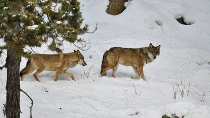 Des loups dans le massif des Pyrénées, le 12 janvier 2022. (CLAUDE BALCAEN / BIOSPHOTO / AFP)