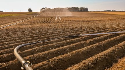 Champ en Wallonie, Belgique, lors de la sécheresse de 2022. Photo d'illustration (JEAN-LUC FL?MAL / MAXPPP)