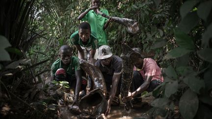 Les musiciens des Ondo-Broto prennent soin de leurs instruments, tous différents. Un trempage régulier dans l'eau permet de sortir des sons polyphoniques complexes. La plupart du temps, ils jouent lors de fêtes, de mariages, d'enterrements. Ils suivent une partition&nbsp;d'une extrême précision rythmique. Les trompes grondent à différents octaves, guidées par&nbsp;le cliquètement sec d'un grelot d'acier. (FLORENT VERGNES / AFP)