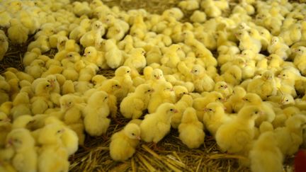 Des poussins dans un élevage de Valenciennes (Nord), le 12 août 2015. (MAXPPP)