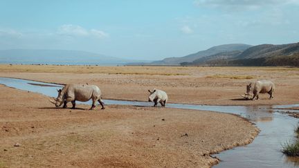 Une famille de rhinocéros près du lac Nakuru au Kenya, le 1er novembre 2018. (SOPA IMAGES / LIGHTROCKET / GETTY IMAGES)