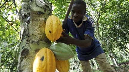 Un jeune garçon récolte des cabosses de cacao dans une plantation de Divo en Côte d'Ivoire, le 31 octobre 2010. (Photo AFP/Sia Kambou)