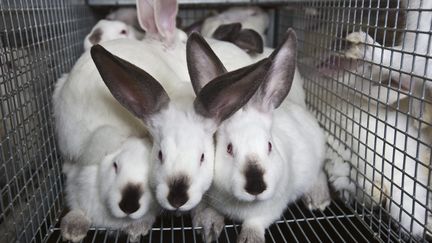 Des lapins dans une cage dans un élevage industriel en France.&nbsp; (CHRISTIAN WATIER / MAXPPP)