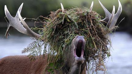 Drame du c&eacute;libat chez les cerfs. Pour attirer l'attention d'une femelle, ce cerf du parc de Richmond, &agrave; Londres (Royaume-Uni), a eu l'id&eacute;e de se confectionner une perruque en herbes folles #unjouruneastuce. (CATERS NEWS AGENCY / SIPA)