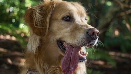 Amputé des quatre membres après avoir été léché par un chien (Cr&eacute;dit photo : &copy;Visualhunt)