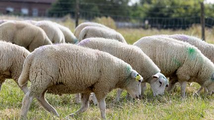 Des moutons dans un élevage du Nord, le 8 août 2024. (PASCAL BONNIERE / MAXPPP)