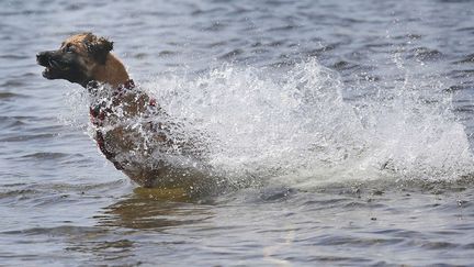 Un chien saute dans un lac pour r&eacute;cup&eacute;rer une balle &agrave; Duisbourg (Allemagne), le 20 mai 2014. (FRANK AUGSTEIN / AP / SIPA)