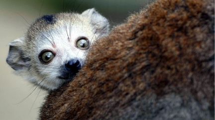 &nbsp; (Un lémur couronné dans le jardin zoologique de Mulhouse en 2010. © MaxPPP / Darek Szuster)