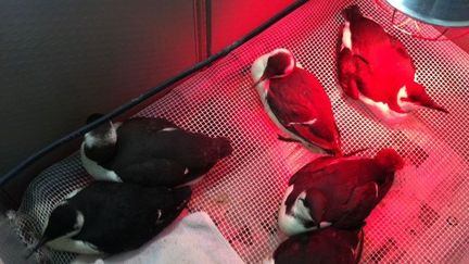 Des oiseaux recueillis &agrave; Languidic (Morbihan), apr&egrave;s le passage des temp&ecirc;tes Petra et Qumaira, en f&eacute;vrier 2014. (ERIC NEDJAR / FRANCE 3 BRETAGNE)