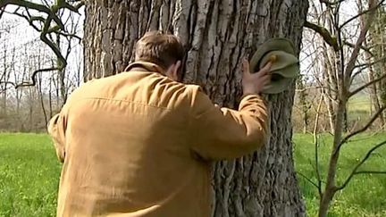 Jérôme Hutin, photographe et amoureux des arbres millénaires
 (France 3 Culturebox)