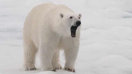 Un ours polaire dans le nord de l'île du Spitzberg, en Norvège, le 22 janvier 2016. (GERARD BODINEAU / BIOSPHOTO / AFP)