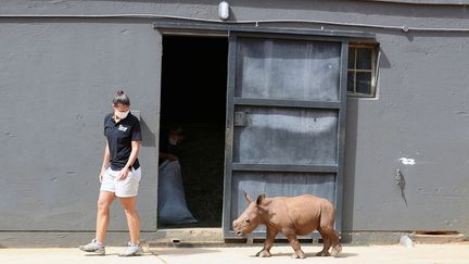 Le plus jeune pensionnaire de l'orphelinat pour bébés rhinocéros dans la province du Limpopo en Afrique du Sud. (SIPHIWE SIBEKO / REUTERS)