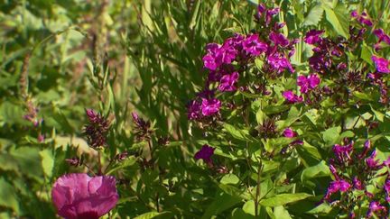 Peinture : les jardins de Giverny, lieu d'inspiration de Claude Monet