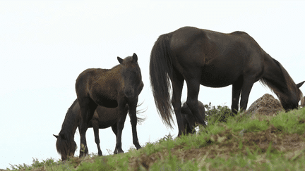 Animaux : symbole du Pays basque, le poney pottok se raréfie (France 3)