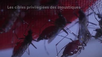 Moustiques : pourquoi piquent-ils toujours les mêmes personnes ? (France 2)
