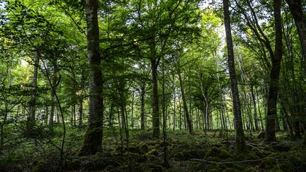Le parc national des forêts de Champagne et Bourgogne, près de Châtillon-sur-Seine (Côte-d'Or). (PHILIPPE DESMAZES / AFP)