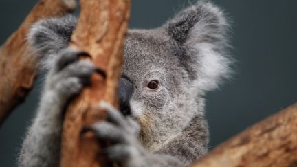  (Photo d'illustration : un koala au zoo de Sydney © REUTERS / Tim Wimborne)