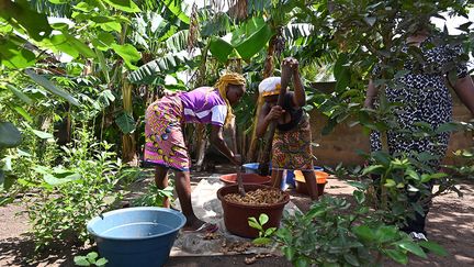 Selon des statistiques officielles, le taux de pauvreté dans le secteur agricole avoisine les 60% en Côte d'Ivoire. Et les femmes en sont les premières victimes. Orange Bank Africa (OBA), un organisme qui favorise l’inclusion des plus pauvres, notamment avec son offre de microcrédit et ses services financiers 100% numériques, déclare à ce propos : "Elles souffrent encore aujourd’hui de fortes inégalités et rencontrent de nombreux problèmes structurels dans leurs activités entrepreneuriales et agricoles. (…) L'accès au crédit leur reste très difficile."&nbsp;&nbsp; (ISSOUF SANOGO / AFP)