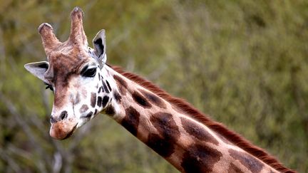 Une girafe dans le zoo d'Amnéville (Moselle), le 16 avril 2018. (MAXPPP)