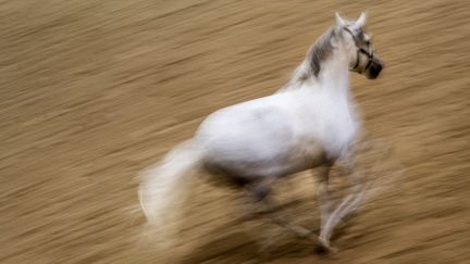 Un cheval échappé a provoqué un accident sur le circuit des 24 heures du Mans. (JOE KLAMAR / AFP)