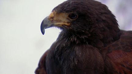 Montagne : skier avec des aigles en Haute-Savoie